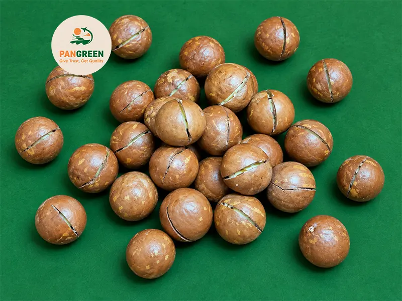 Dried macadamia nuts in-shell cracked 22 to 26mm